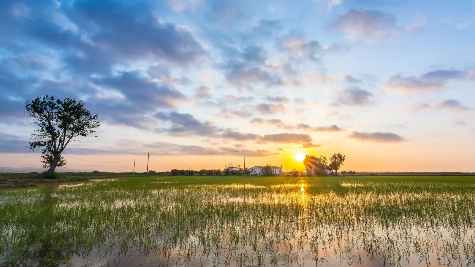 Sunrise over a flooded rice field in the Ebro Delta, with a farmhouse in the background